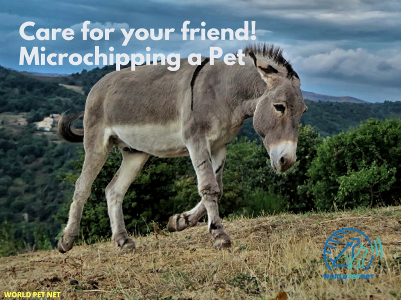 Simple and effective method of registering all animals - care for your friend